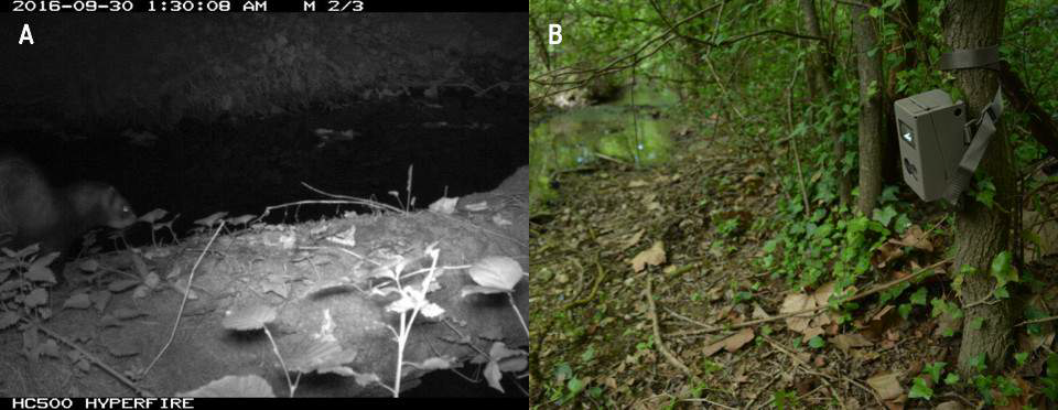 Putois d’Europe (A) photographié de nuit par un appareil photographique automatique (B). (© Nathalie de Lacoste & Nature en Occitanie).