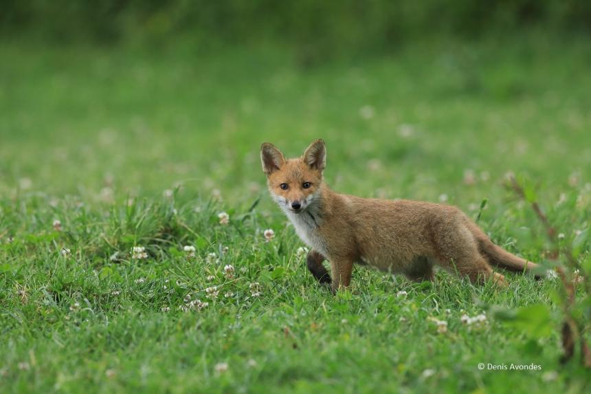 Jeune renard © Denis Avondes Jeune renard © Denis Avondes