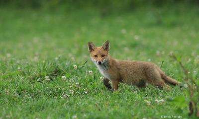 Jeune renard © Denis Avondes