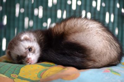 Furet - GuilleNeT de Pixabay Furet - GuilleNeT de Pixabay