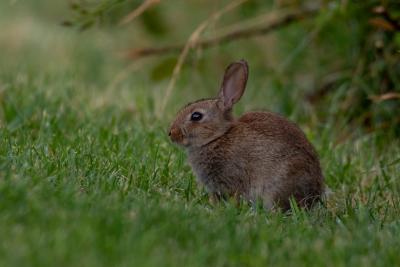 Lapin de garenne - JF. Noblet - www.ecologienoblet.fr